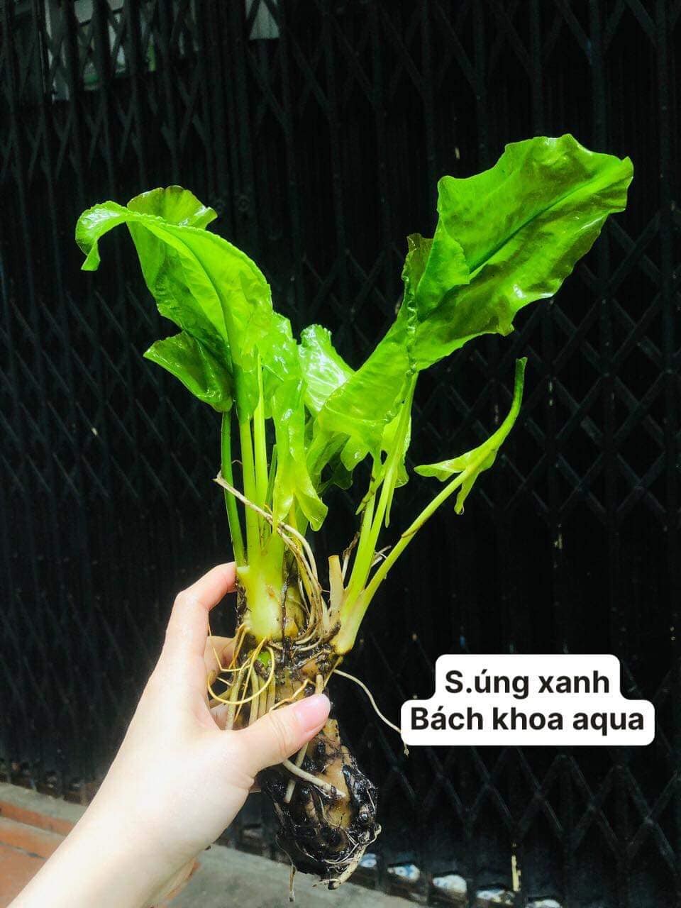 Súng xanh